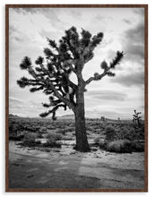 Load image into Gallery viewer, Joshua Tree
