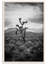 Load image into Gallery viewer, Joshua Tree II