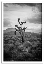 Load image into Gallery viewer, Joshua Tree II