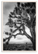 Load image into Gallery viewer, Joshua Tree III