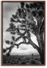 Load image into Gallery viewer, Joshua Tree III