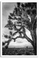 Load image into Gallery viewer, Joshua Tree III
