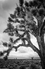 Load image into Gallery viewer, Joshua Tree III