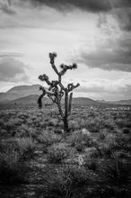 Load image into Gallery viewer, Joshua Tree II