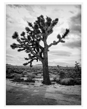 Load image into Gallery viewer, Joshua Tree