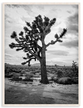 Load image into Gallery viewer, Joshua Tree